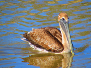 pelican in water