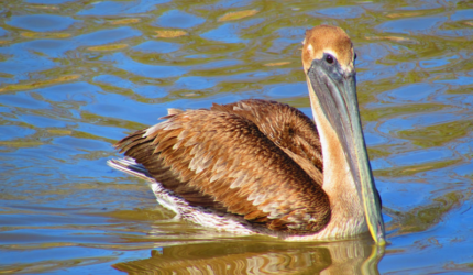 pelican in water
