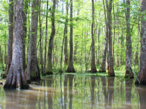 Louisiana Bayou